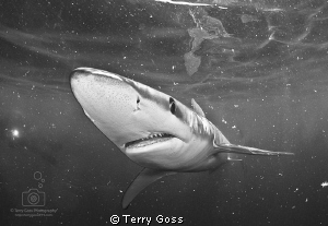 "comin' through!" - visibility drops with the waning sun ... by Terry Goss 